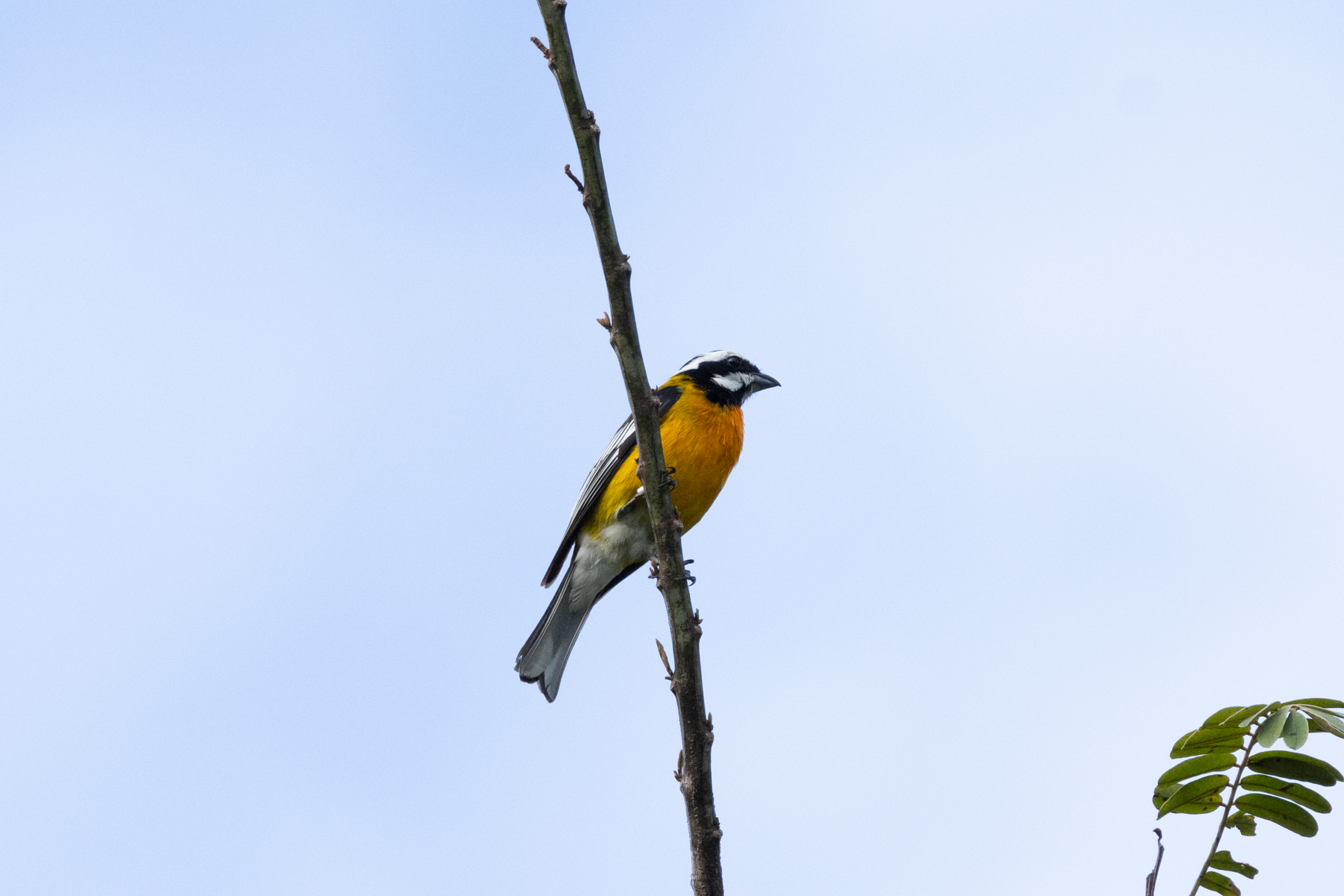 Jamaican Spindalis (image by Eustace Barnes)