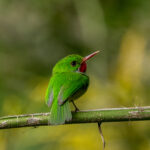 Jamaican Tody (image by Eustace Barnes)