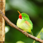 Jamaican Tody (image by Eustace Barnes)