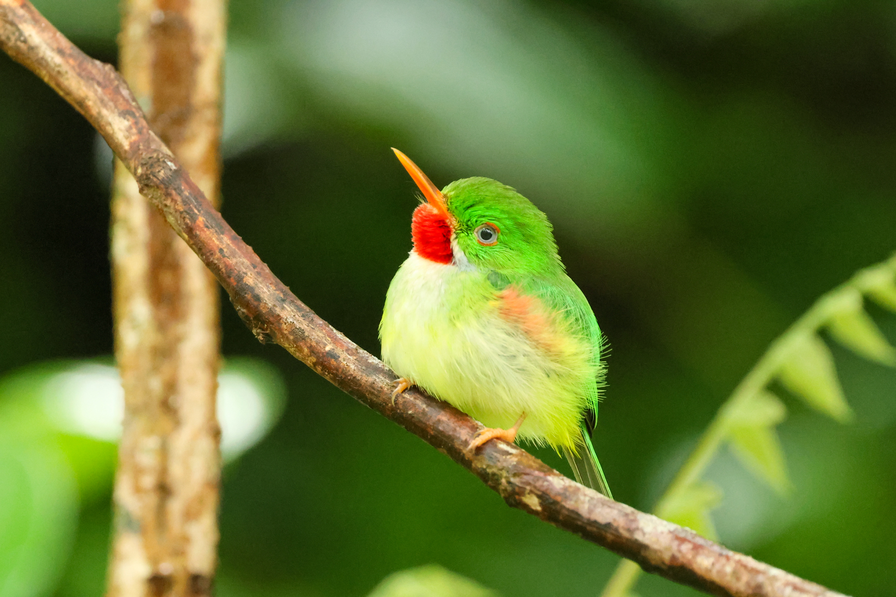 Jamaican Tody (image by Eustace Barnes)
