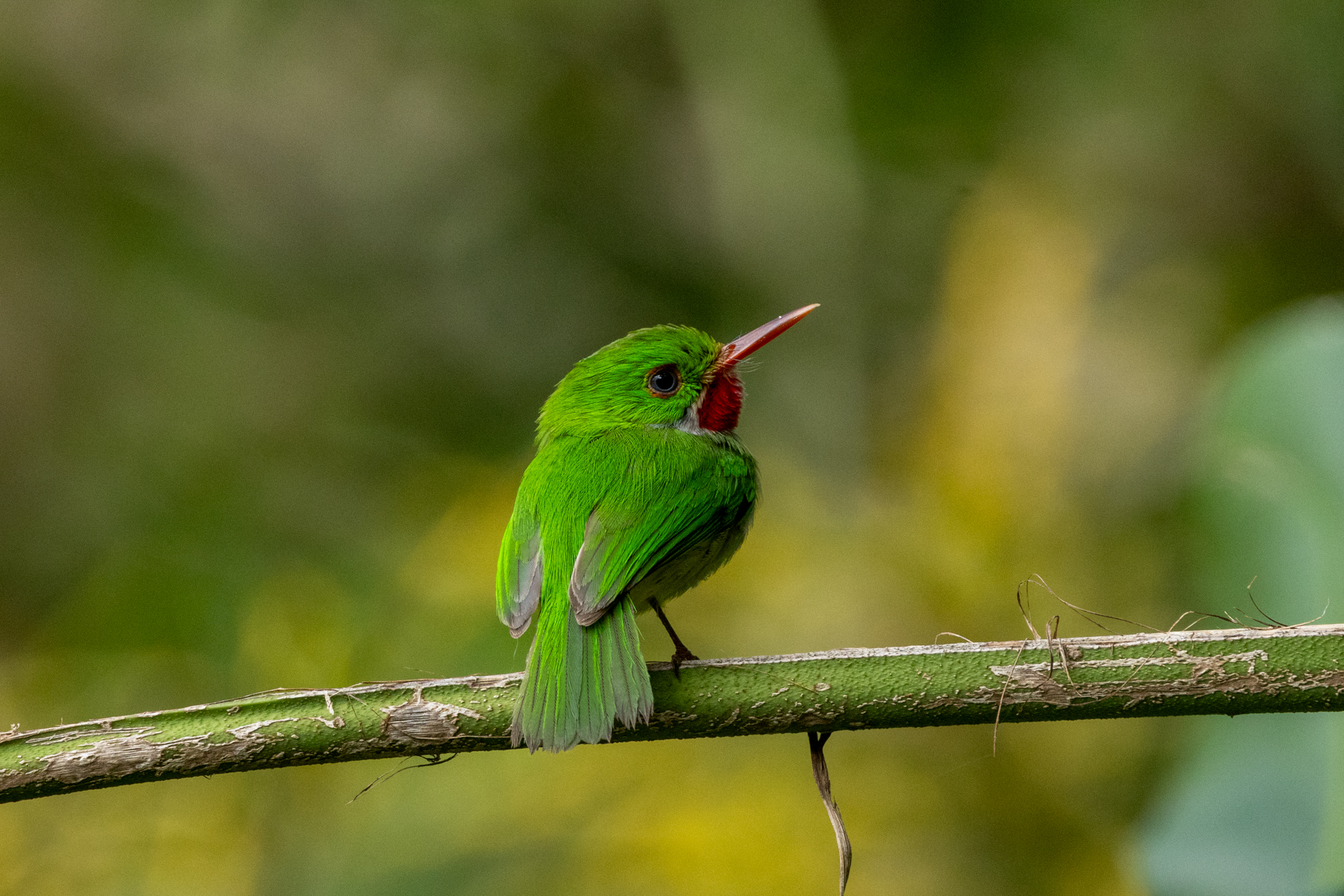 Jamaican Tody (image by Eustace Barnes)