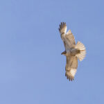 Krider's Red-tailed Hawk (image by Mike Watson)