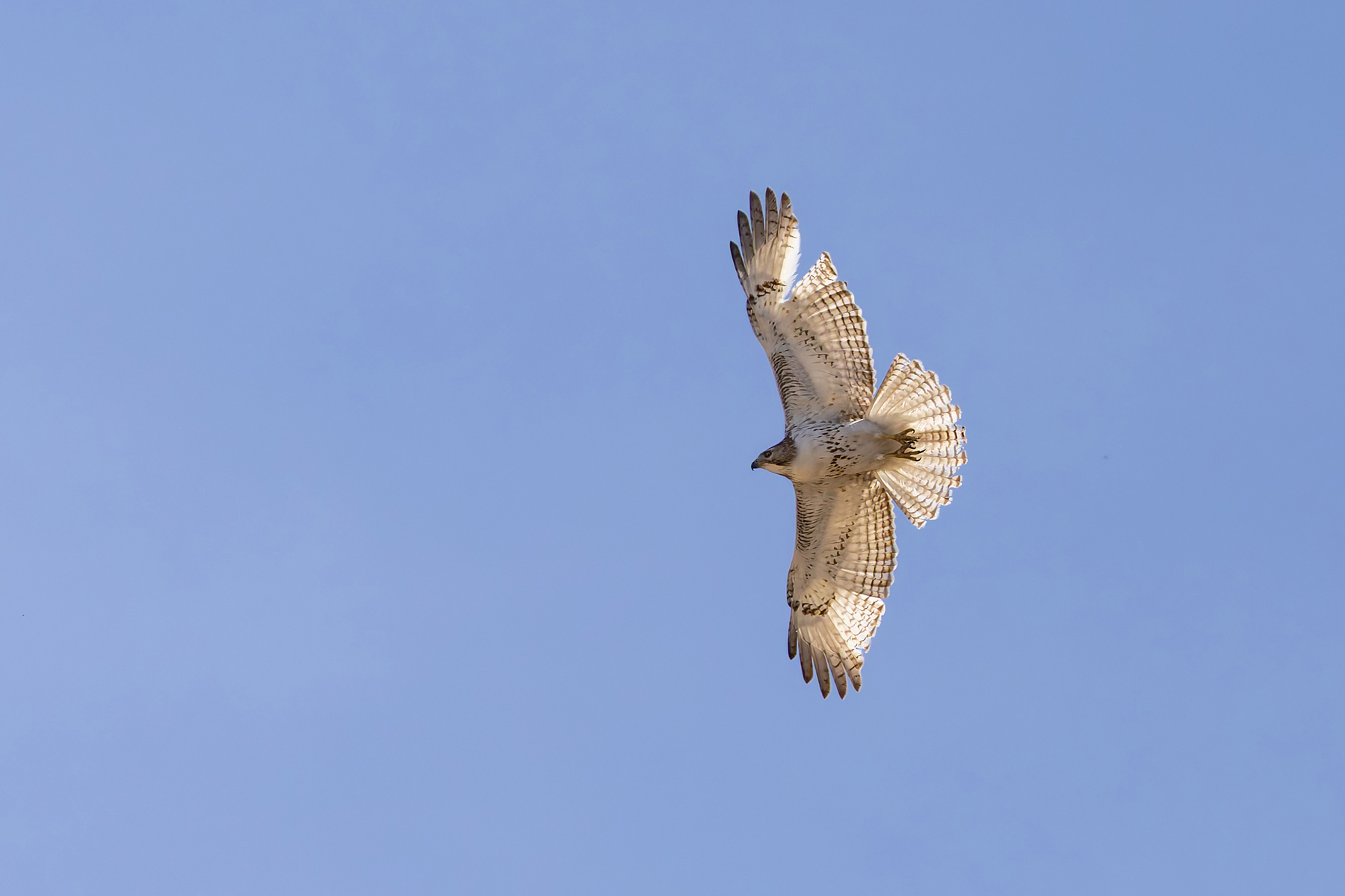 Krider's Red-tailed Hawk (image by Mike Watson)