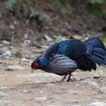 Kalij Pheasant (image by Mike Watson)