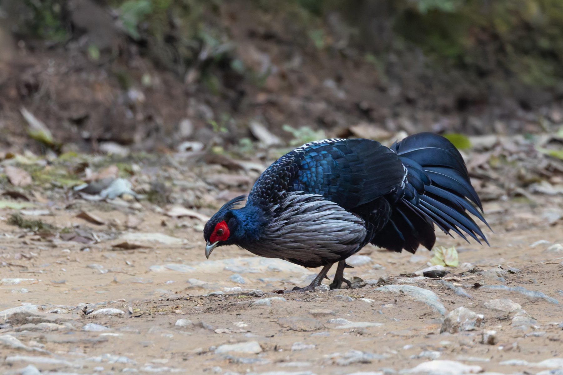 Kalij Pheasant (image by Mike Watson)