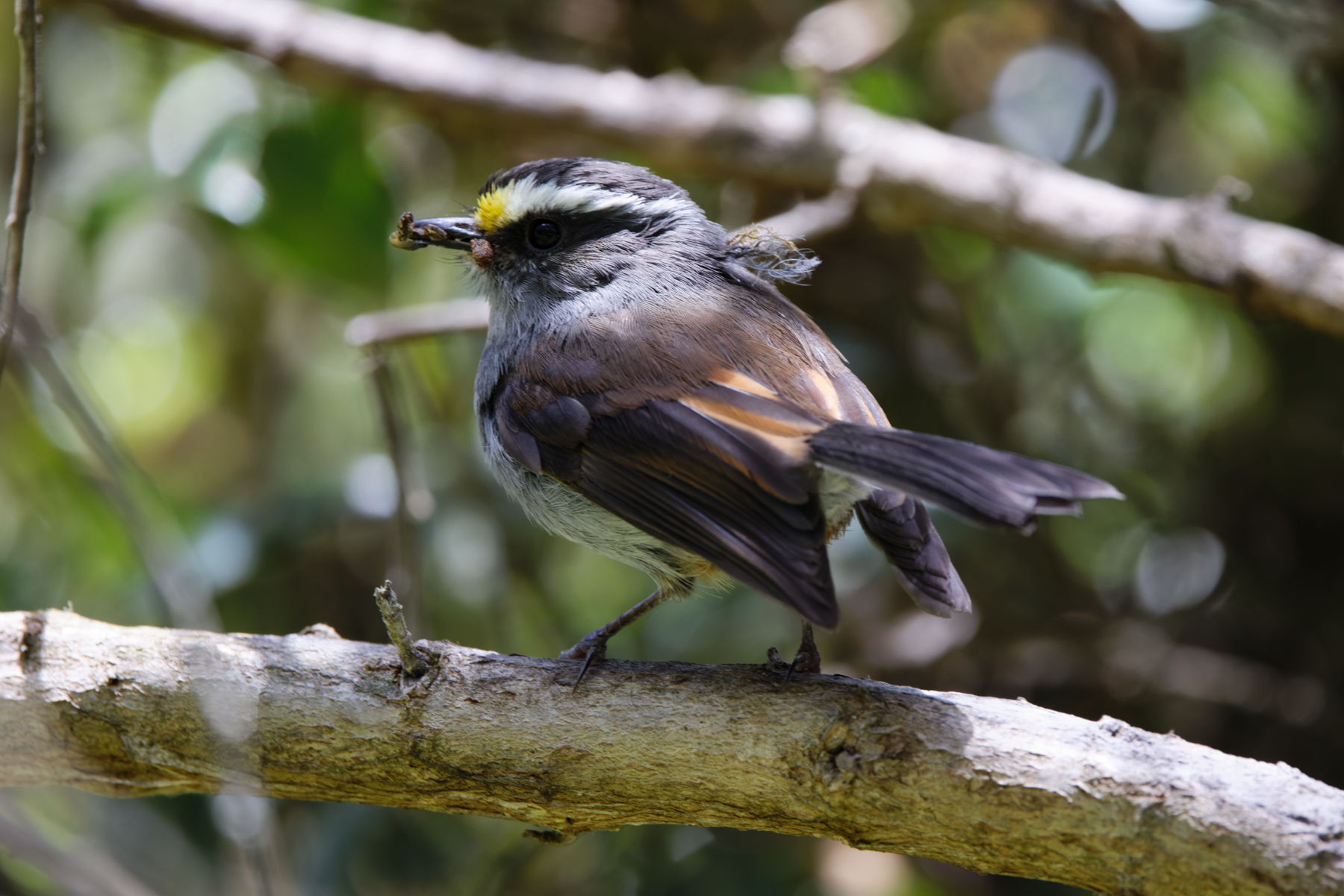 Kalinowski's Chat-Tyrant (image by Leo Garrigues)