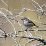 Karoo Eremomela (image by Mark Beaman)