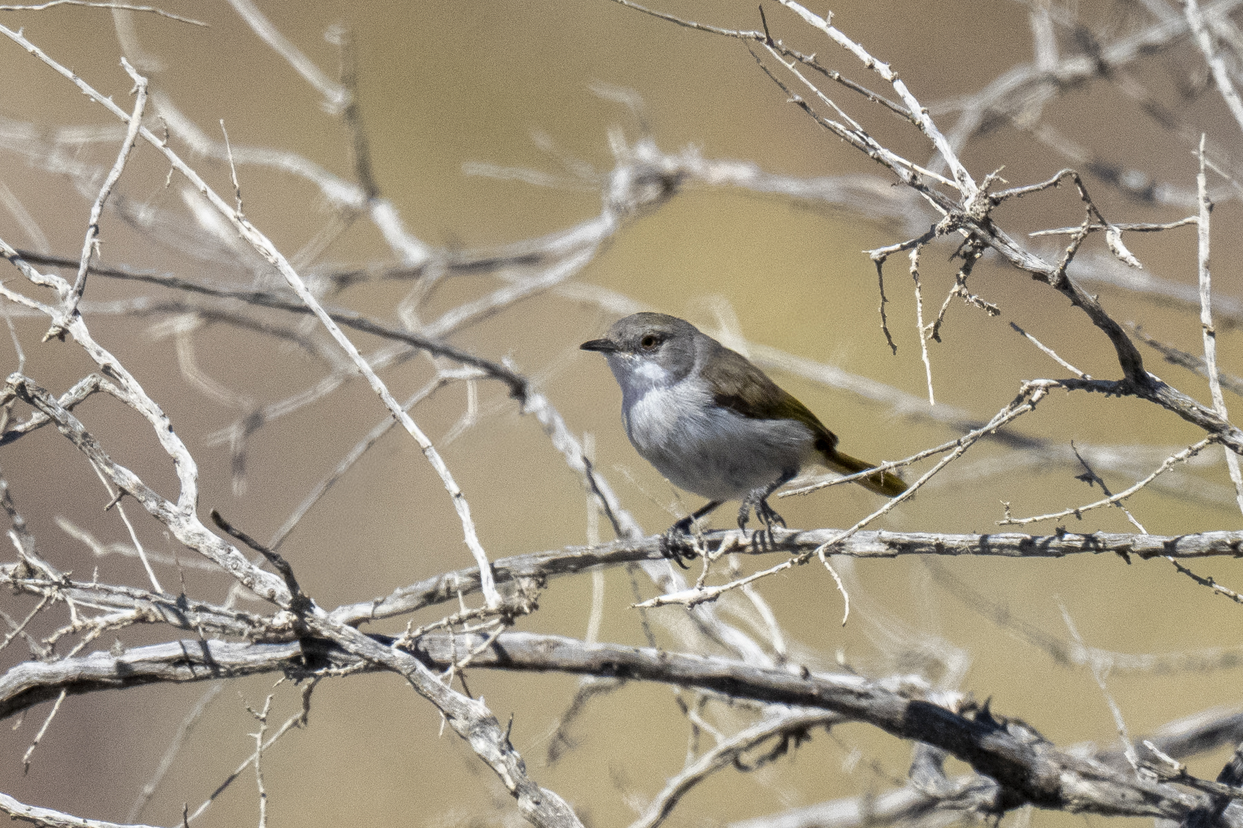 Karoo Eremomela (image by Mark Beaman)