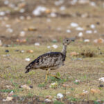 Karoo Korhaan (image by Mark Beaman)