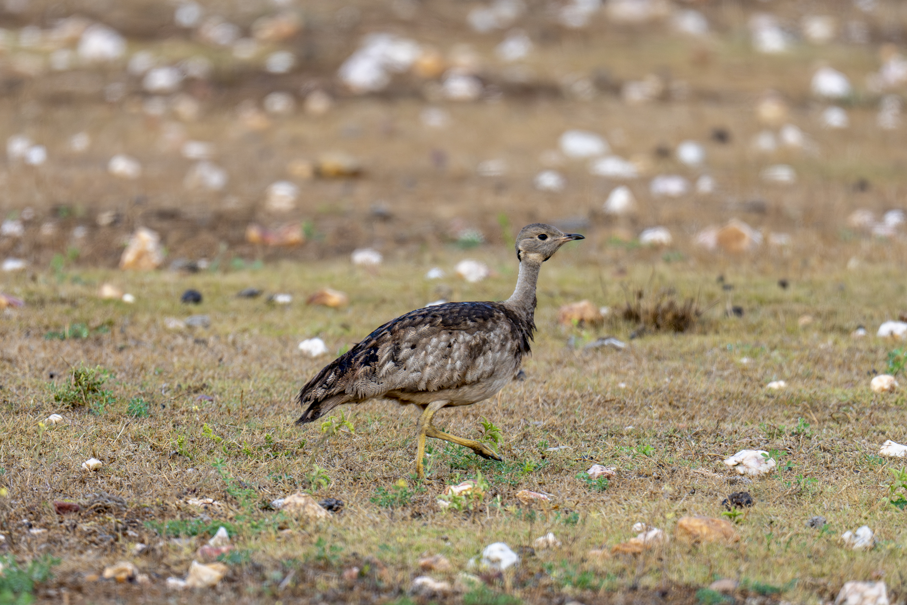 Karoo Korhaan (image by Mark Beaman)