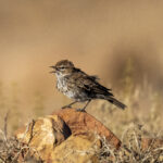 Karoo Lark (image by Mark Beaman)