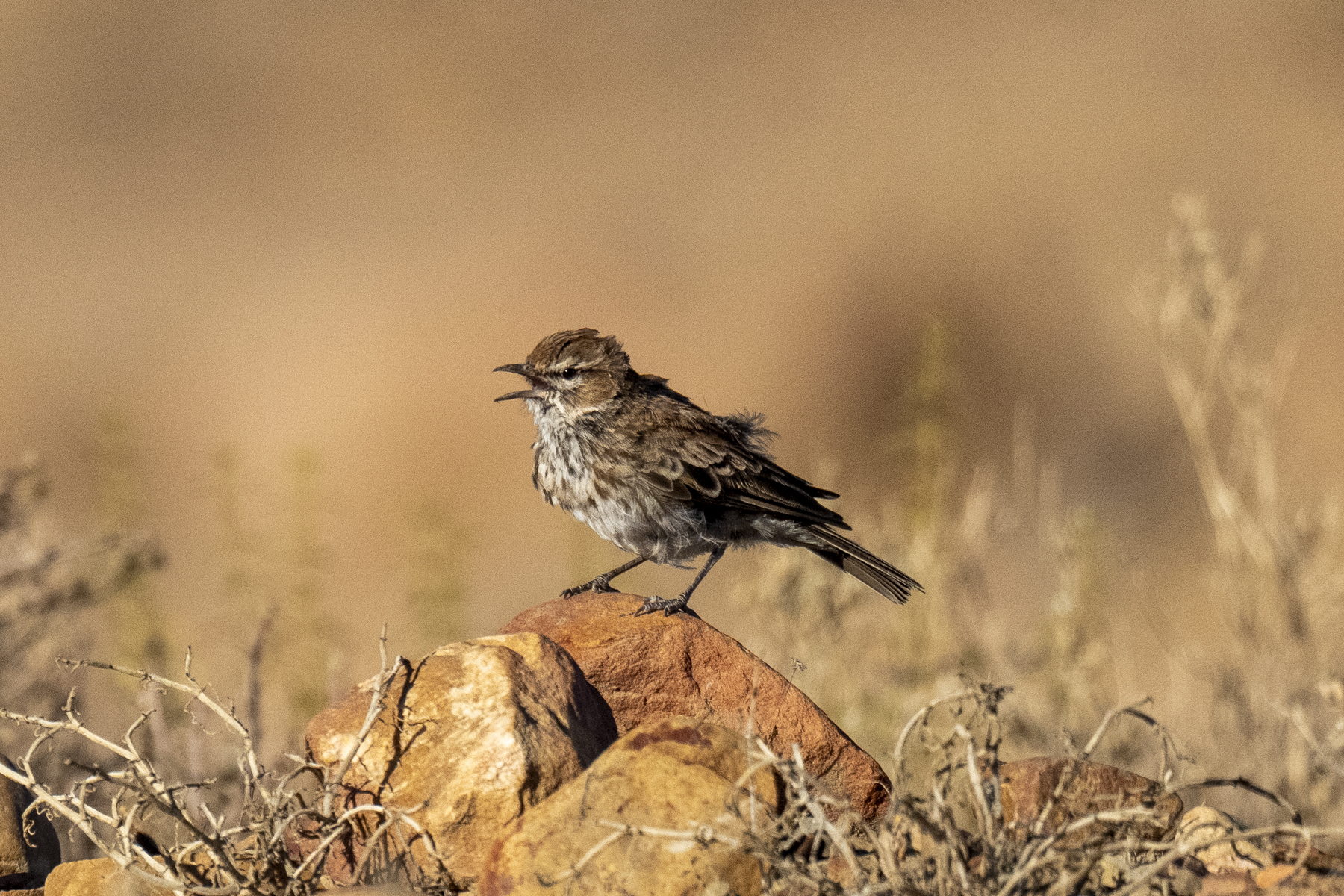 Karoo Lark (image by Mark Beaman)