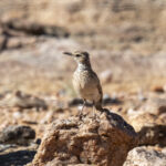 Karoo Long-billed Lark (image by Mark Beaman)