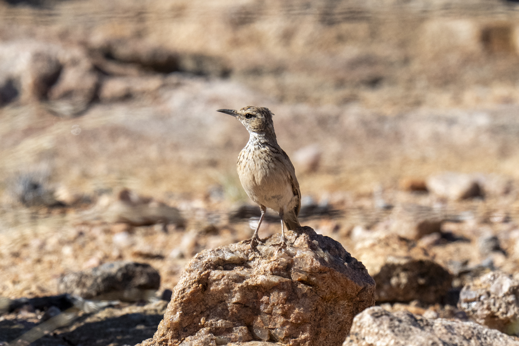 Karoo Long-billed Lark (image by Mark Beaman)