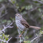 Karoo Prinia (image by Mark Beaman)