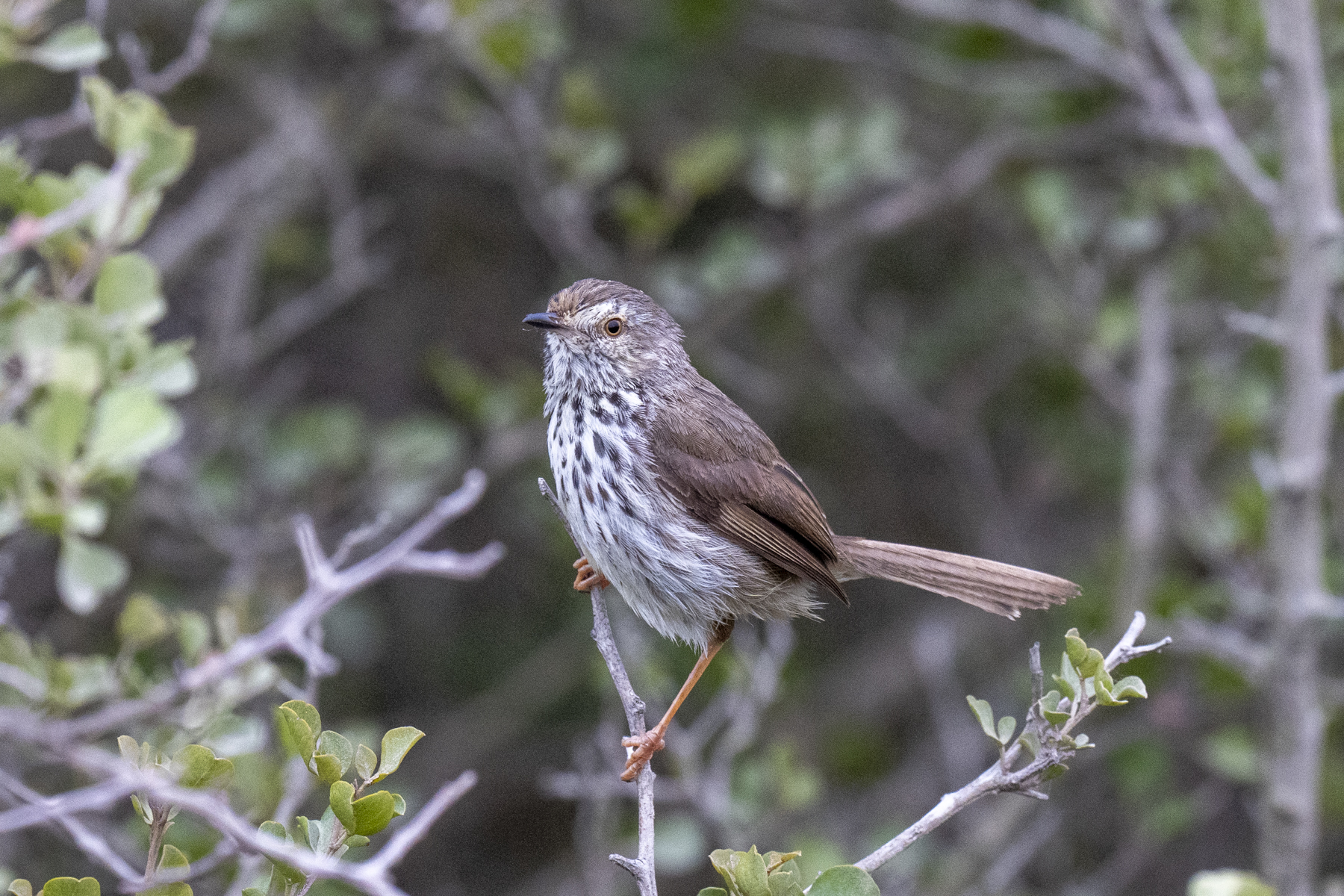 Karoo Prinia (image by Mark Beaman)