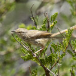 Karoo Prinia (image by Mark Beaman)