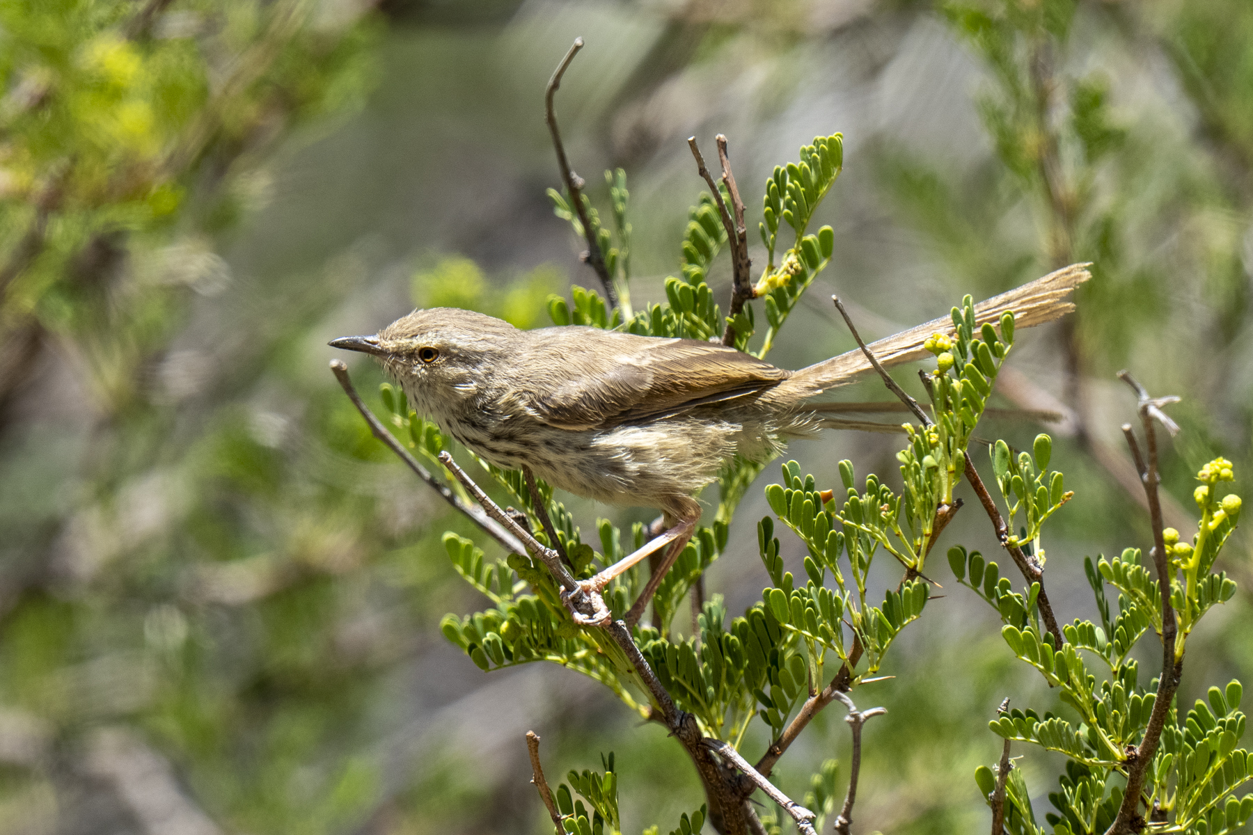 Karoo Prinia (image by Mark Beaman)