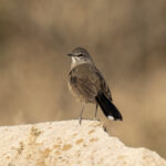 Karoo Scrub Robin (image by Mark Beaman)