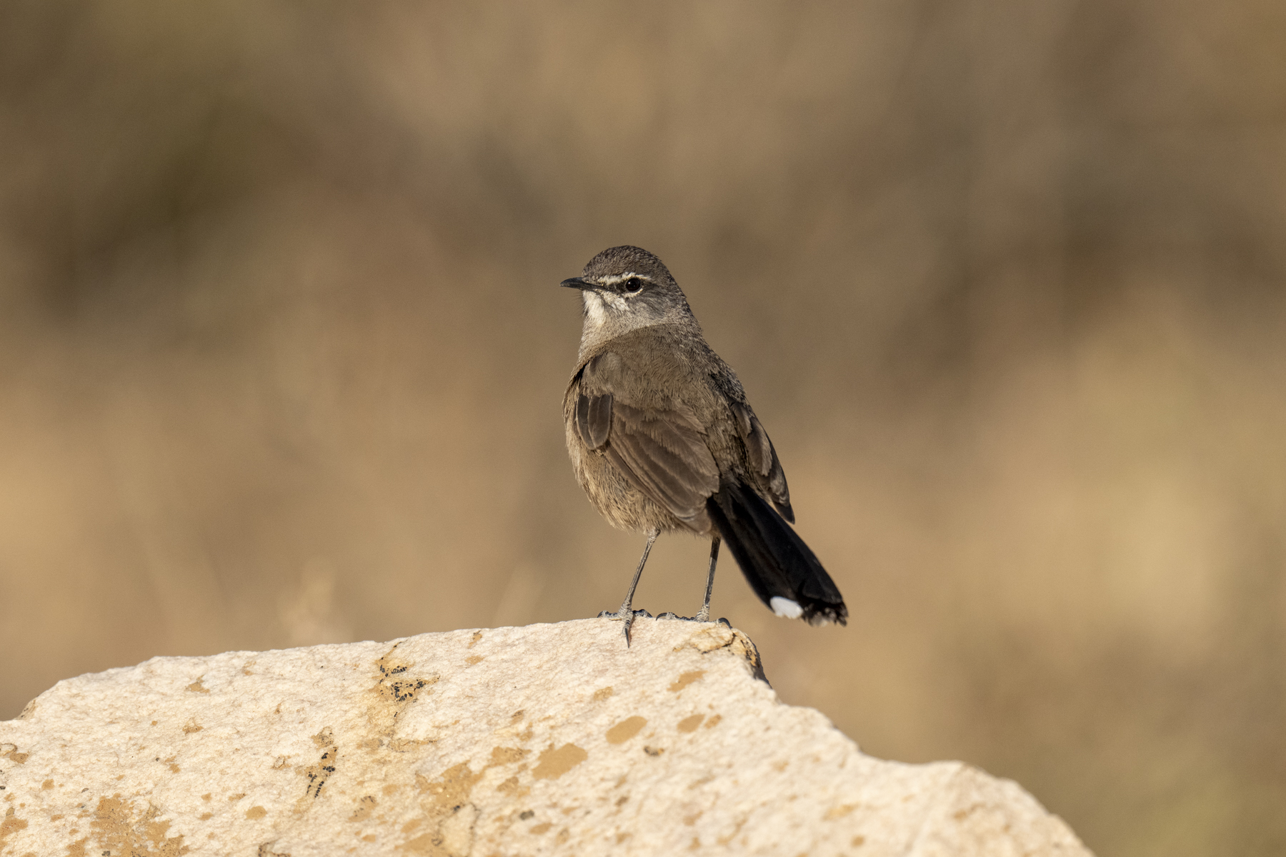 Karoo Scrub Robin (image by Mark Beaman)