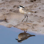 Kittlitz's Plover (image by Nik Borrow)