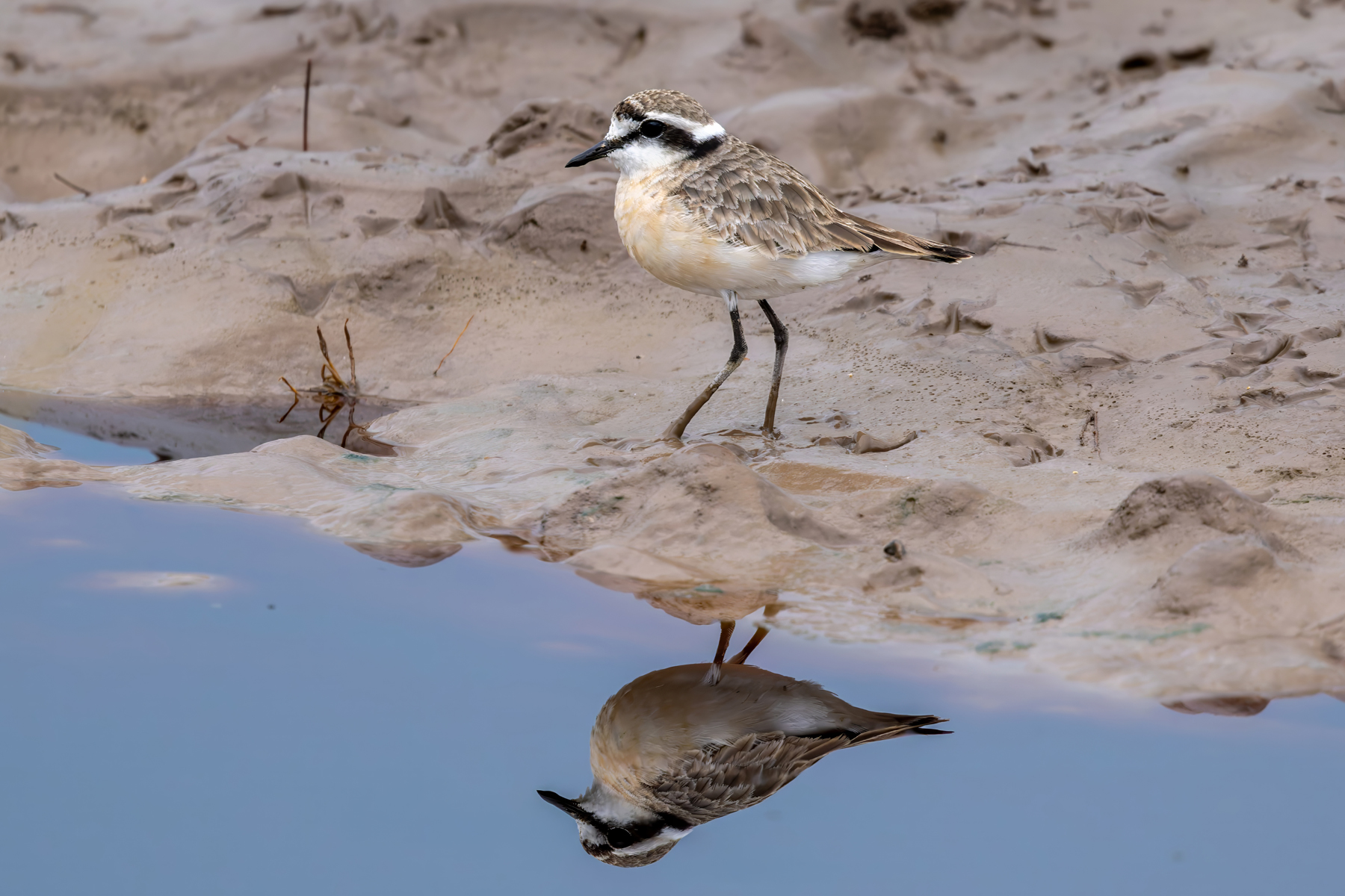 Kittlitz's Plover (image by Nik Borrow)