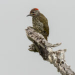 Knysna Woodpecker male (image by Mark Beaman)