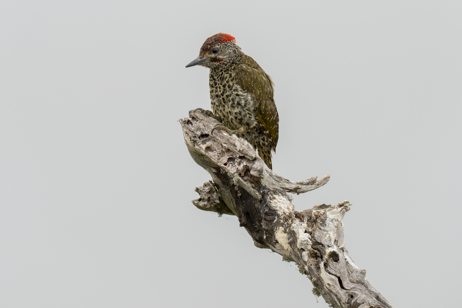 Knysna Woodpecker male (image by Mark Beaman)