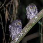 Koepcke's Screech Owls (image by Leo Garrigues)
