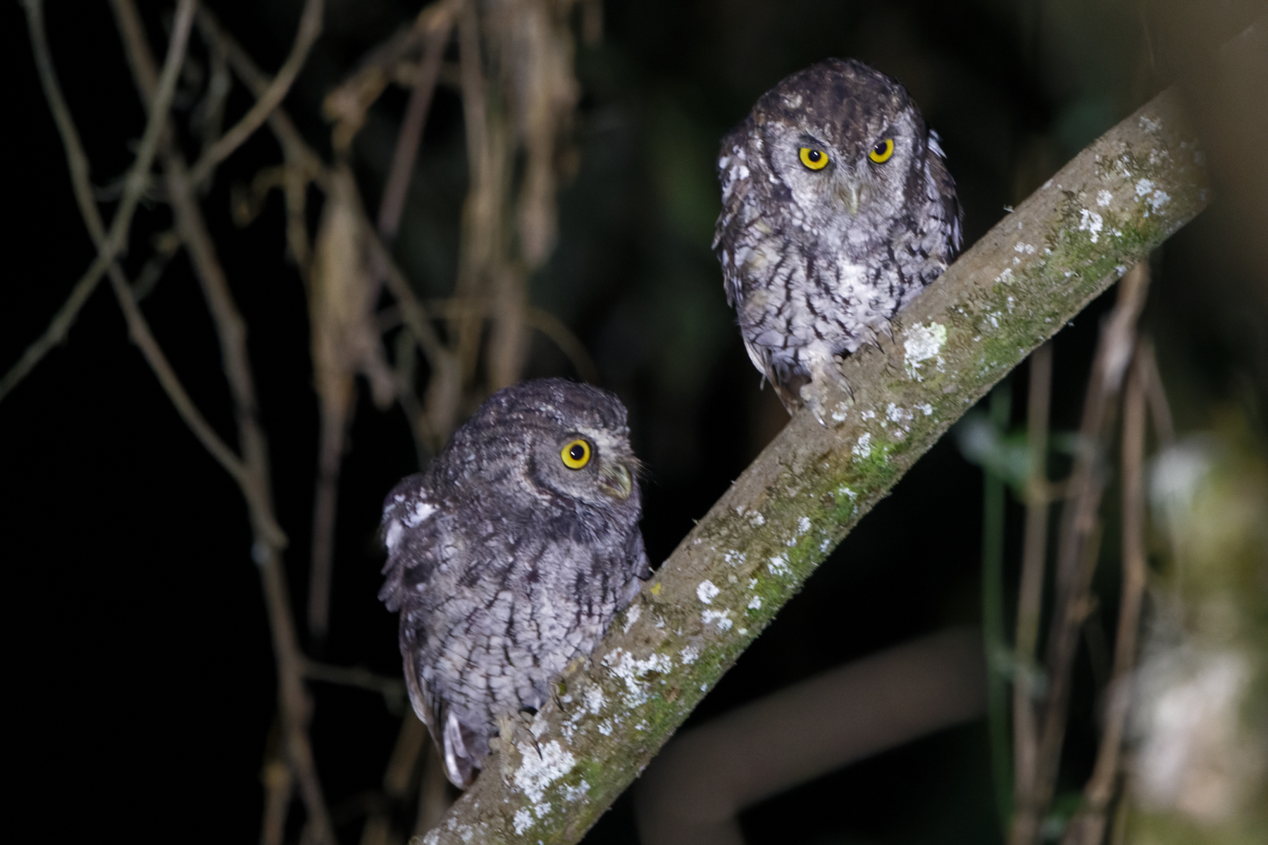 Koepcke's Screech Owls (image by Leo Garrigues)