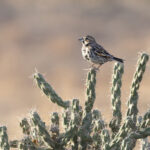 Lark Bunting (image by Mike Watson)