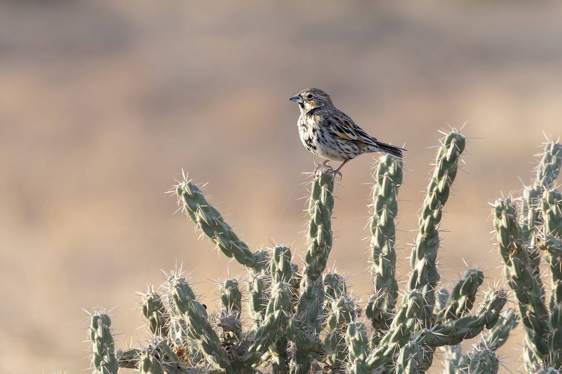 Lark Bunting (image by Mike Watson)