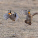 Lesser Prairie Chickens (image by Mike Watson)