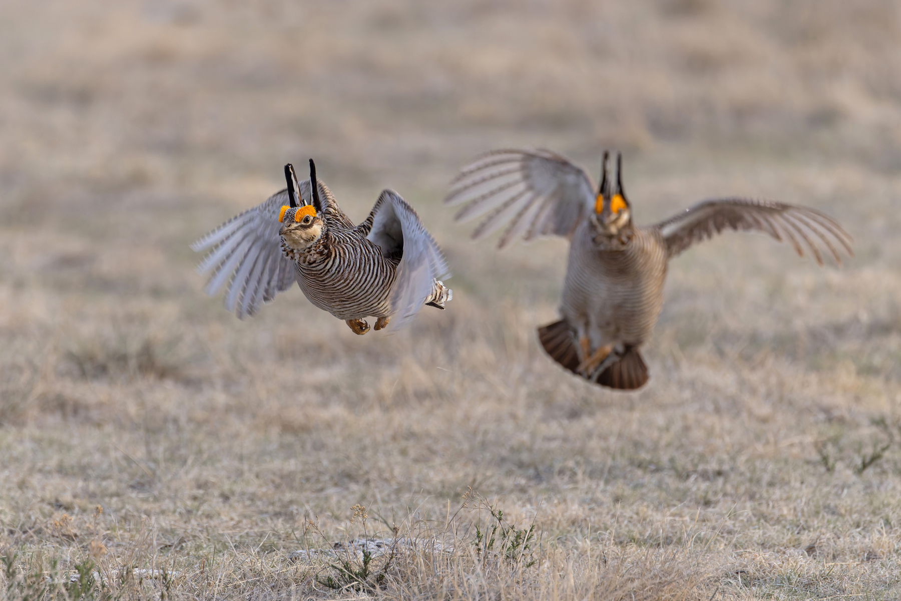 Lesser Prairie Chickens (image by Mike Watson)