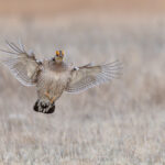 Lesser Prairie Chicken (image by Mike Watson)