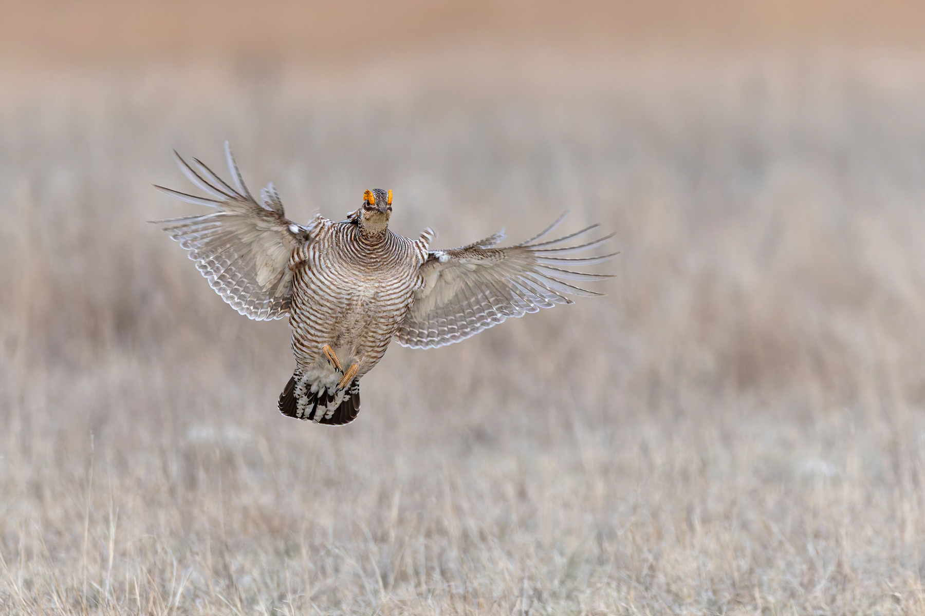 Lesser Prairie Chicken (image by Mike Watson)