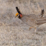 Lesser Prairie Chicken (image by Mike Watson)