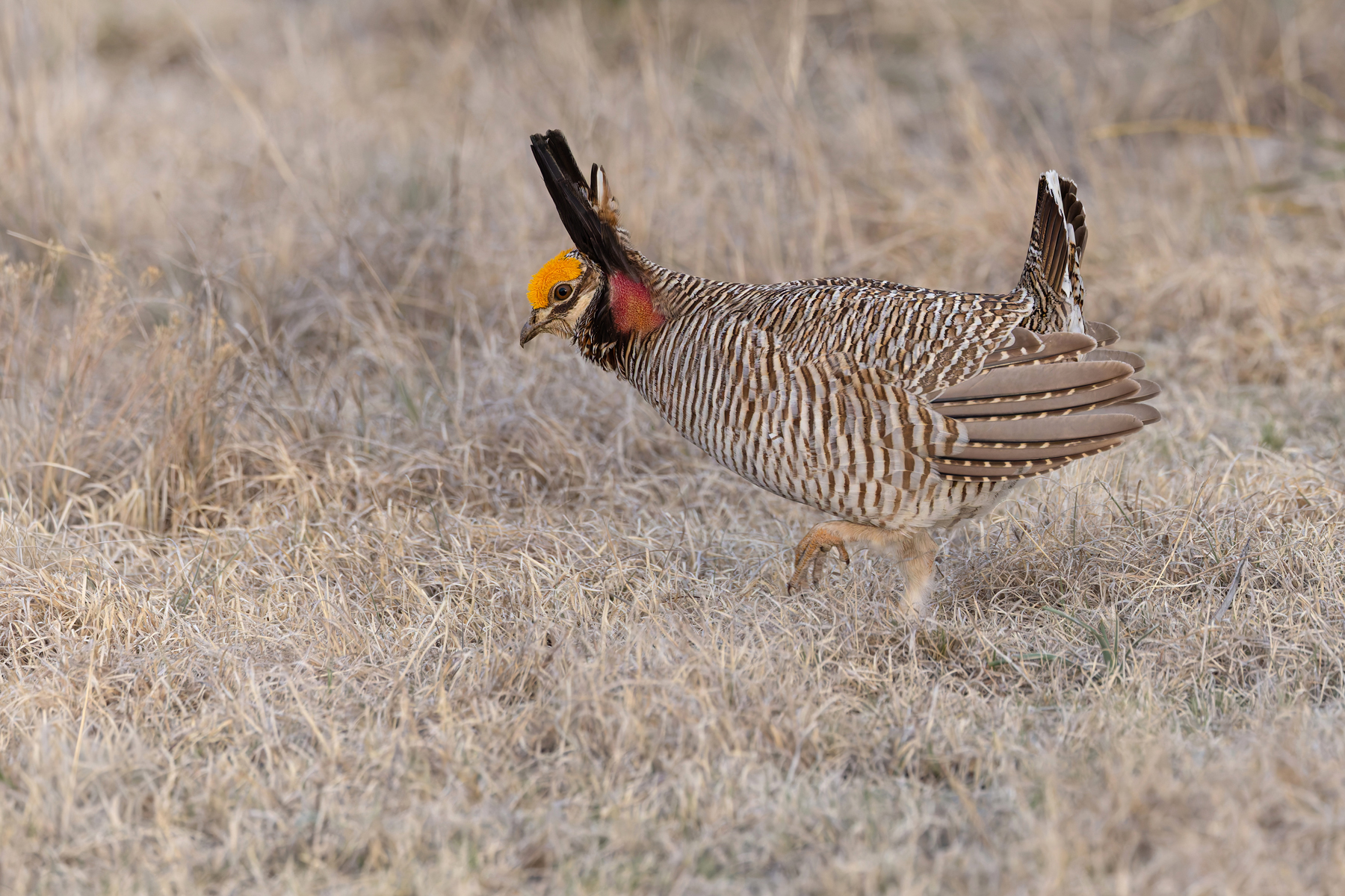 Lesser Prairie Chicken (image by Mike Watson)