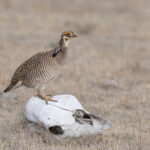 Lesser Prairie Chicken (image by Mike Watson)