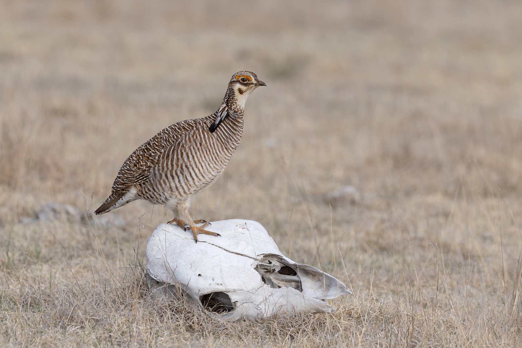 Lesser Prairie Chicken (image by Mike Watson)