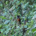 La Selle's Thrush (image by Eustace Barnes)