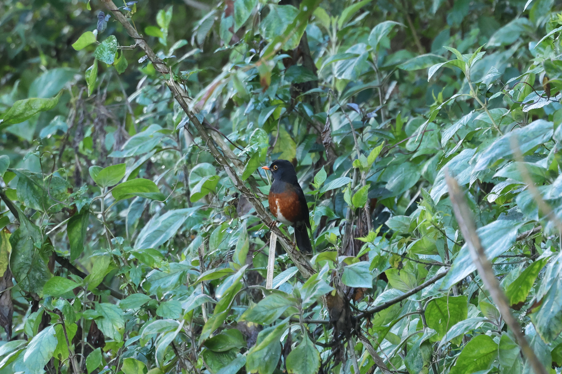 La Selle's Thrush (image by Eustace Barnes)