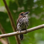 Lanceolated Monklet (image by Leo Garrigues)