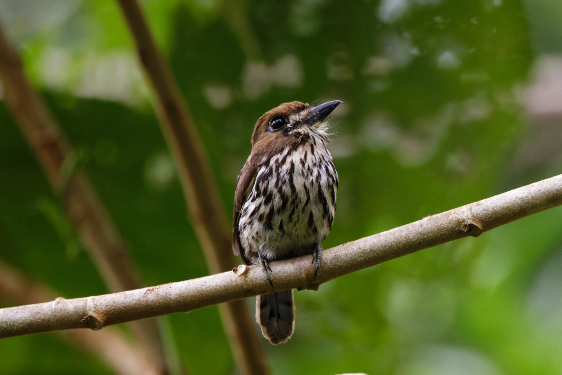 Lanceolated Monklet (image by Leo Garrigues)