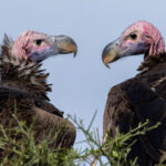 Lappet-faced Vultures (image by Nik Borrow)