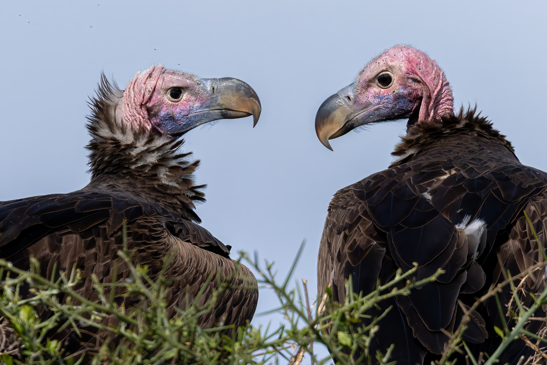 Lappet-faced Vultures (image by Nik Borrow)