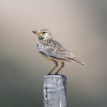 Large-billed Lark (image by Mark Beaman)