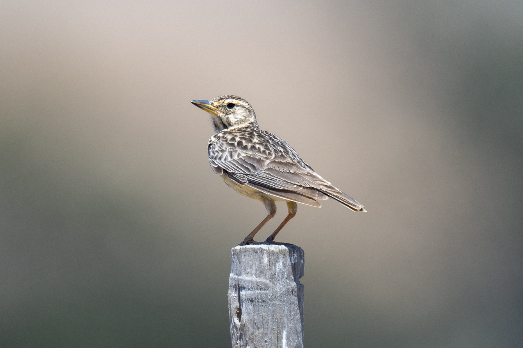 Large-billed Lark (image by Mark Beaman)