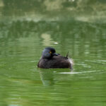 Least Grebe (image by Eustace Barnes)