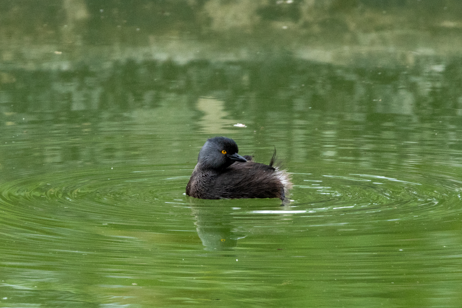 Least Grebe (image by Eustace Barnes)